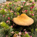 another larger fungi in the garden today