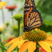 Yellow Coneflower