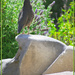 Perched and proud, this lovely California Quail brings a touch of gentle elegance to the garden as she keeps a watchful eye over her close-knit family covey.