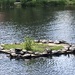 Turtle Pond