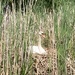 On the Nest