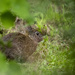Bunny Hiding in the Rose Garden 