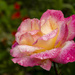 Wet Rose