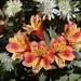 Alstroemeria "Indian Summer"