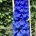 Delphinium Blue 