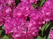 8th Jun 2026 - Pink Sunshine