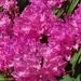Pink Sunshine