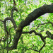 Serpent Tree.....