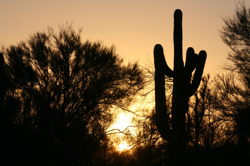 Saguaro At Sunset by kerristephens