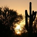 Saguaro At Sunset by kerristephens