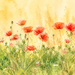 Watercolour Poppies