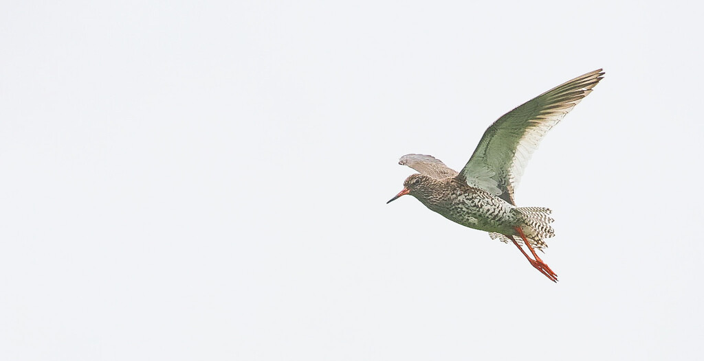Flying In by lifeat60degrees