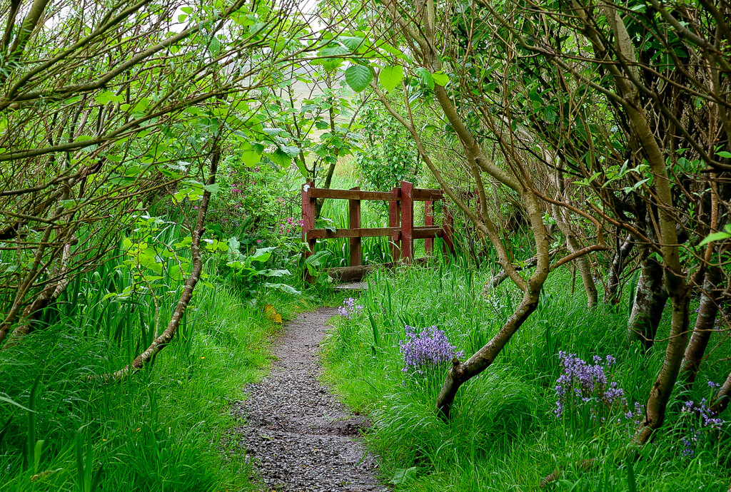 Green Along the Burn by lifeat60degrees