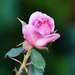 Rosebud 