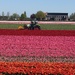 Plowing the Tulip Fields