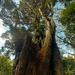 The mighty kauri!