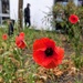 Wet poppy