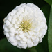 A new Zinnia...