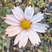 Cosmos