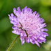 Scabious