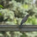 Young Robin on the Fence
