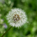 Make a Wish