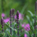 Eye To Eye With Salvia