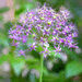 Allium flower