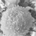 In Black - Disbud Chrysanthemum