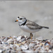Little Bird in a Big World