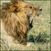  Exhaling the heat of the savanna sun, the king’s fierce day is finally done.