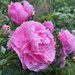 Peonies