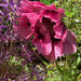 Poppy Time