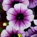 Petunias Added To The Garden