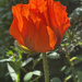 Poppy Again