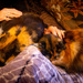 A whole heap of kitties