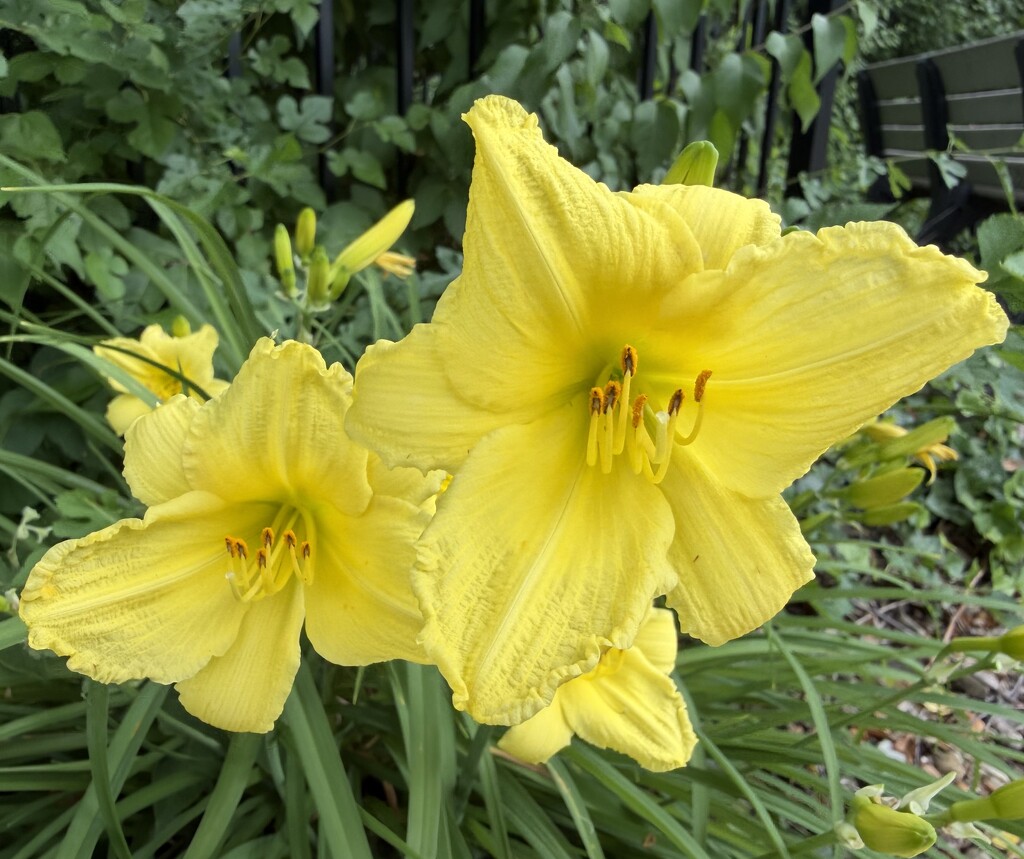 Yellow day lilies  by illinilass