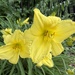 Yellow day lilies 