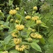 Phlomis  