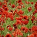 Sea of Red