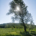 Jun 09 - Tree