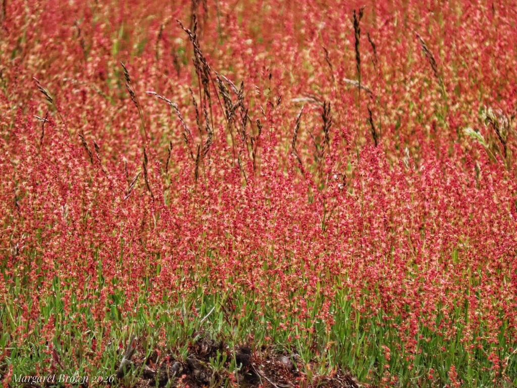 Sheep Sorrel by craftymeg