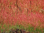 9th Jun 2026 - Sheep Sorrel