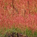 Sheep Sorrel