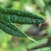 Caterpillar Eggs