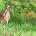 Curlew Sightings