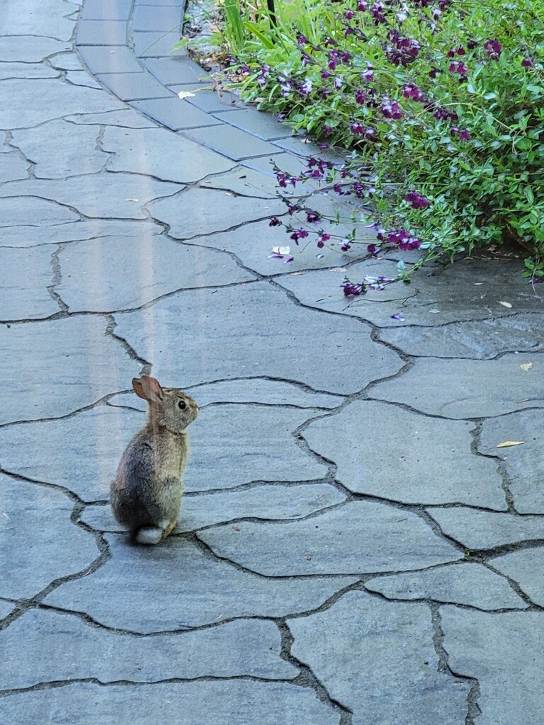 Back Yard Bunny by kimmer50