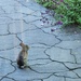 Back Yard Bunny