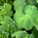 After the rain