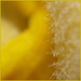 8 - Super Macro Abstraction
